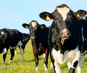 TB Status Influential Amongst Young Farmers