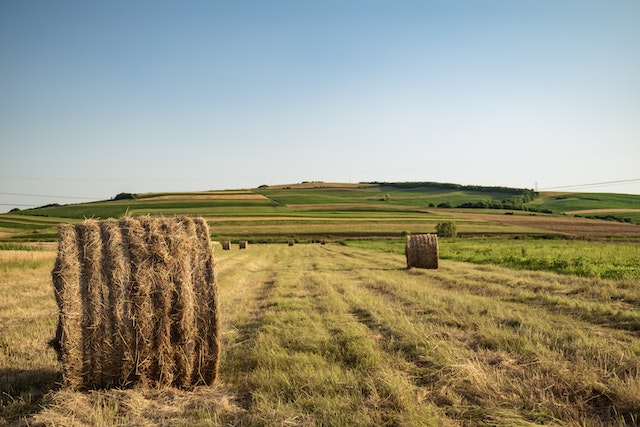 Extension needed to deadline for cutting in Fodder Support Scheme