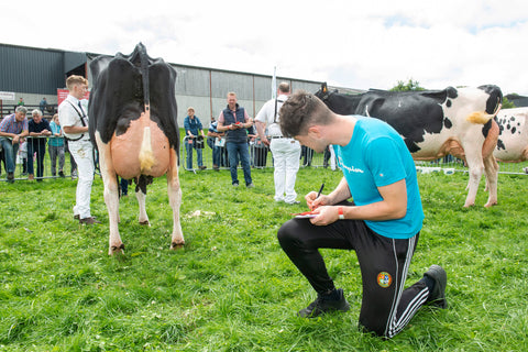 Bord Bia Beef & Sheep Stockjudging